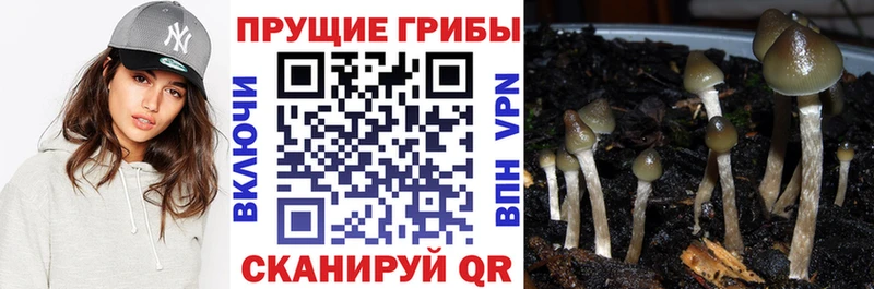 Псилоцибиновые грибы Cubensis  Ярцево 
